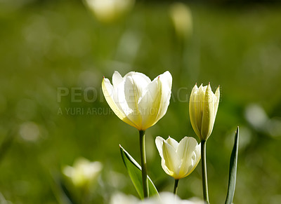 Buy stock photo Wild flowers, white tulips and textures in spring, blossom or garden as bright or colorful display in season. Closeup, earth and nature in botany, bloom or outdoor plants with landscape as background