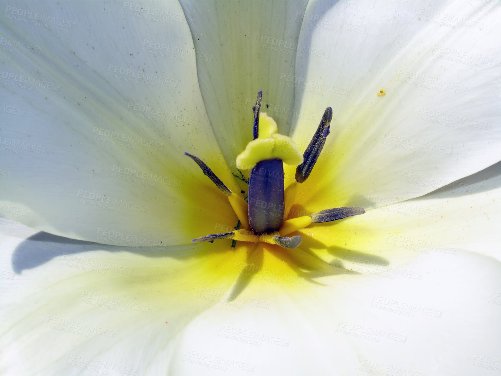 Buy stock photo Flowers, nature and white tulips in macro as blossom with bright or colorful display in season or garden. Morning, earth and textures in spring as botany or plants in outdoor landscape as background