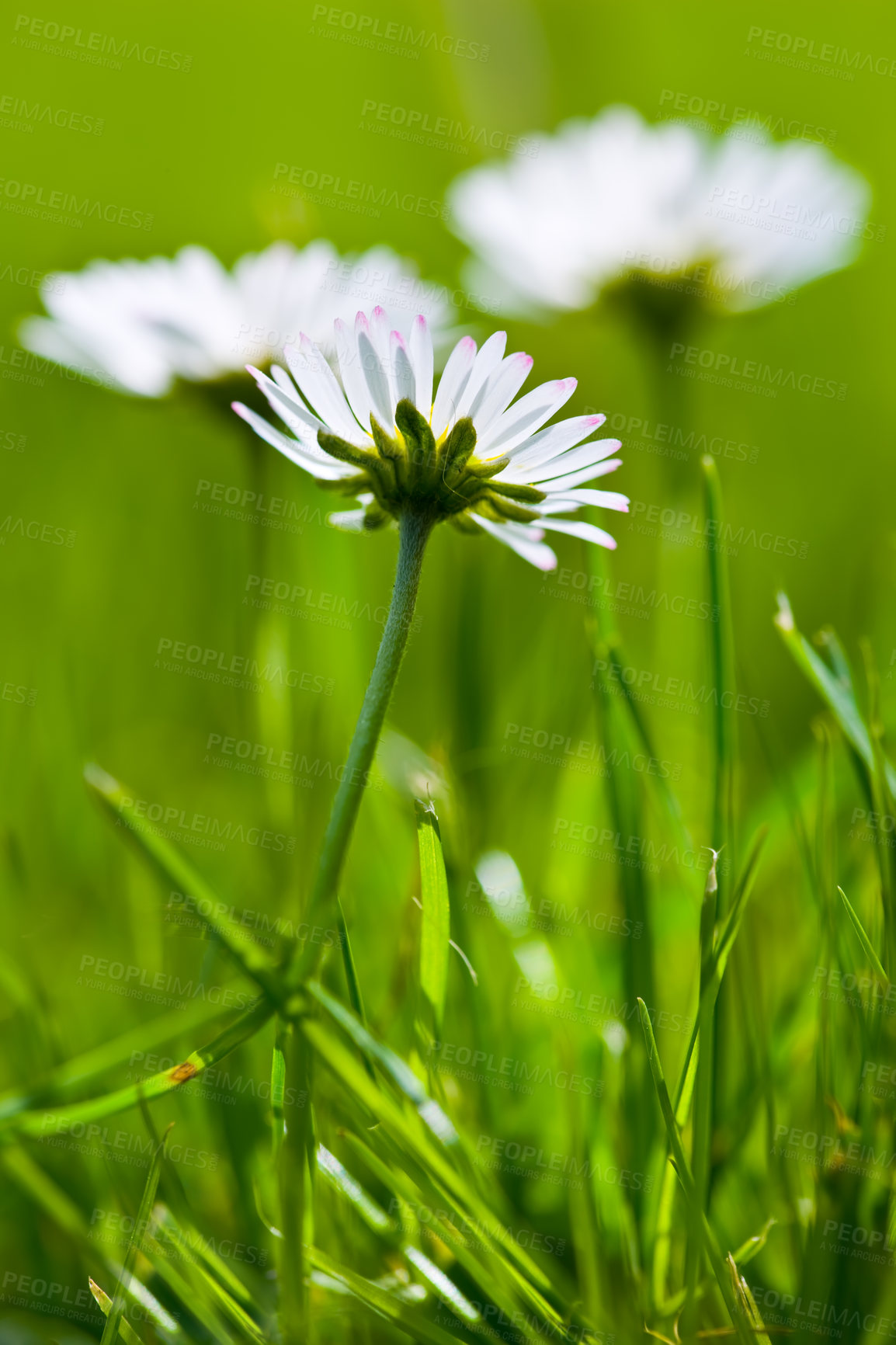 Buy stock photo Flowers, nature and white daisies in field as blossom with bright, colorful and display in season or garden. Closeup, earth and wallpaper in spring as botany or outdoor plants in landscape as texture