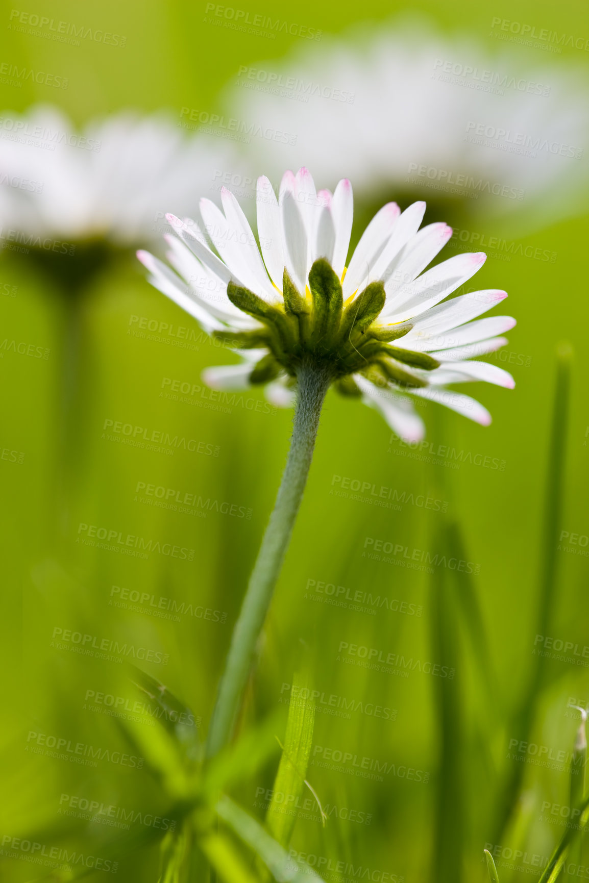 Buy stock photo Flowers, spring and white daisies in field as blossom with bright, colorful and display in season or nature. Morning, earth and wallpaper in garden as botany or outdoor plants in landscape as texture