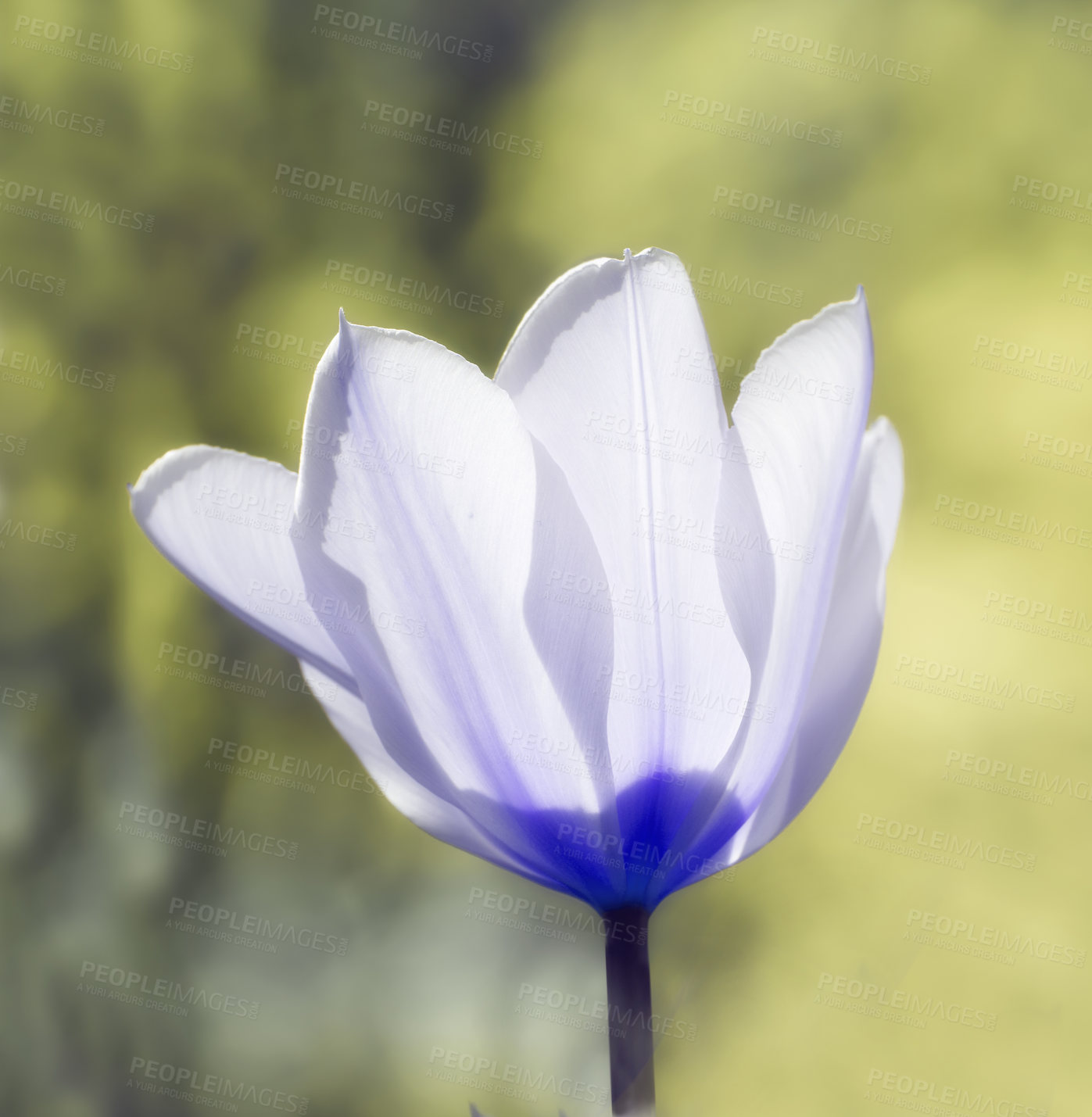 Buy stock photo Botany, nature and white tulips in springtime as blossom with bright, colorful and display in season or garden. Morning, earth and wallpaper in field as flowers or plants for landscape as background