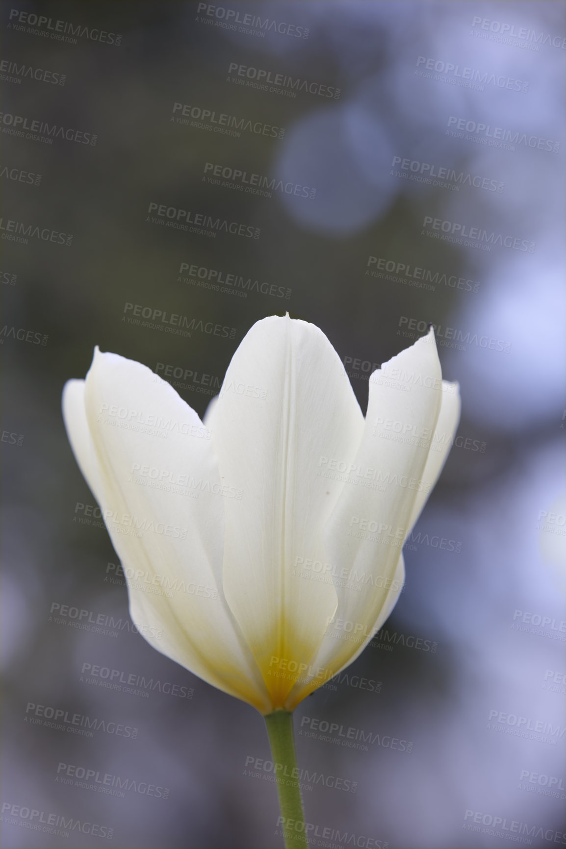 Buy stock photo Botany, garden and white tulips in springtime as blossom with bright, colorful and display in season or nature. Morning, earth and wallpaper in closeup as flower or plants for landscape as background