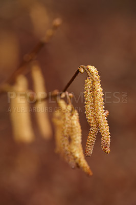 Buy stock photo Nature, trees and environment with flowers in forest for sustainability, growth and ecosystem season. Biodiversity, conservation and ecology with corylus avellana plant in countryside for blossom