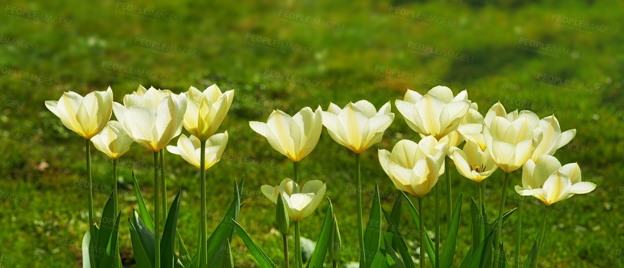 Buy stock photo Flowers, garden and wild poppies in springtime as blossom with bright, colorful and display in season. Morning, earth and wallpaper in field as botany or plants for landscape as background or nature