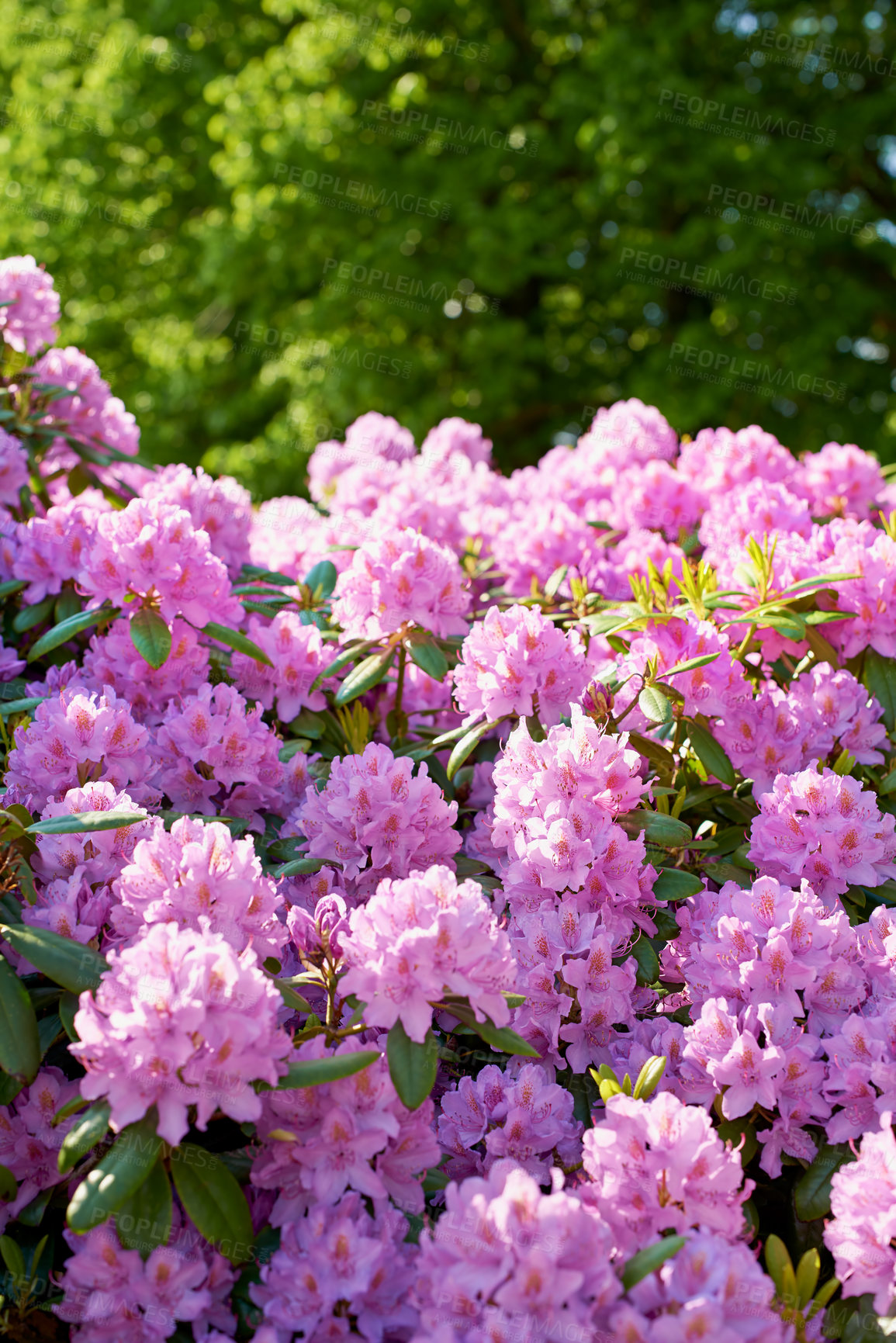 Buy stock photo Nature, garden and sustainability with flowers in park for environment, growth and ecosystem. Biodiversity, conservation and ecology with rhododendron plant in countryside for blossom and season