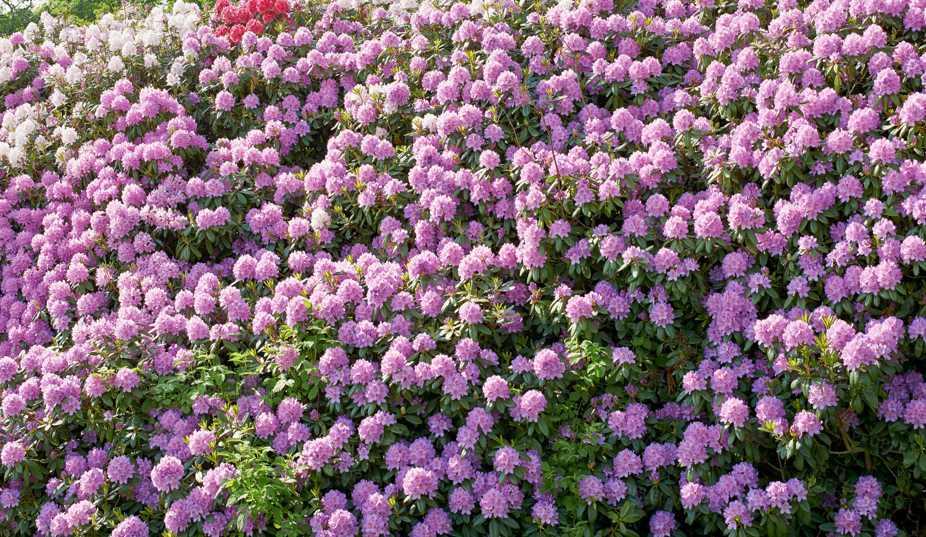 Buy stock photo Cropped shot of beautiful flowers