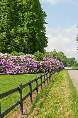 Buy stock photo Nature, garden and environment with flowers in park for sustainability, growth and ecosystem. Biodiversity, conservation and ecology with rhododendron plant in countryside for blossom and season