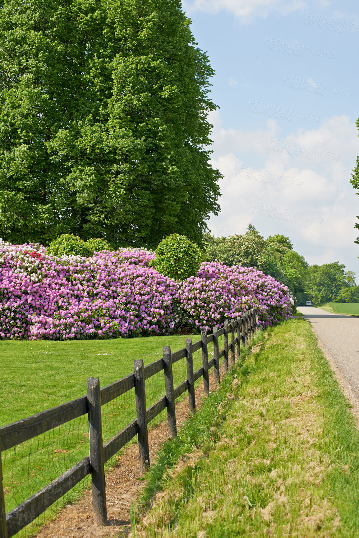 Buy stock photo Nature, garden and environment with flowers in park for sustainability, growth and ecosystem. Biodiversity, conservation and ecology with rhododendron plant in countryside for blossom and season