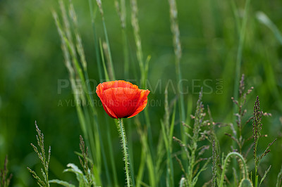 Buy stock photo Flowers, nature and poppies in season as plants in bright, colorful and display in field or garden. Sustainability, earth and textures in spring for botany, blossom and floral wallpaper as background