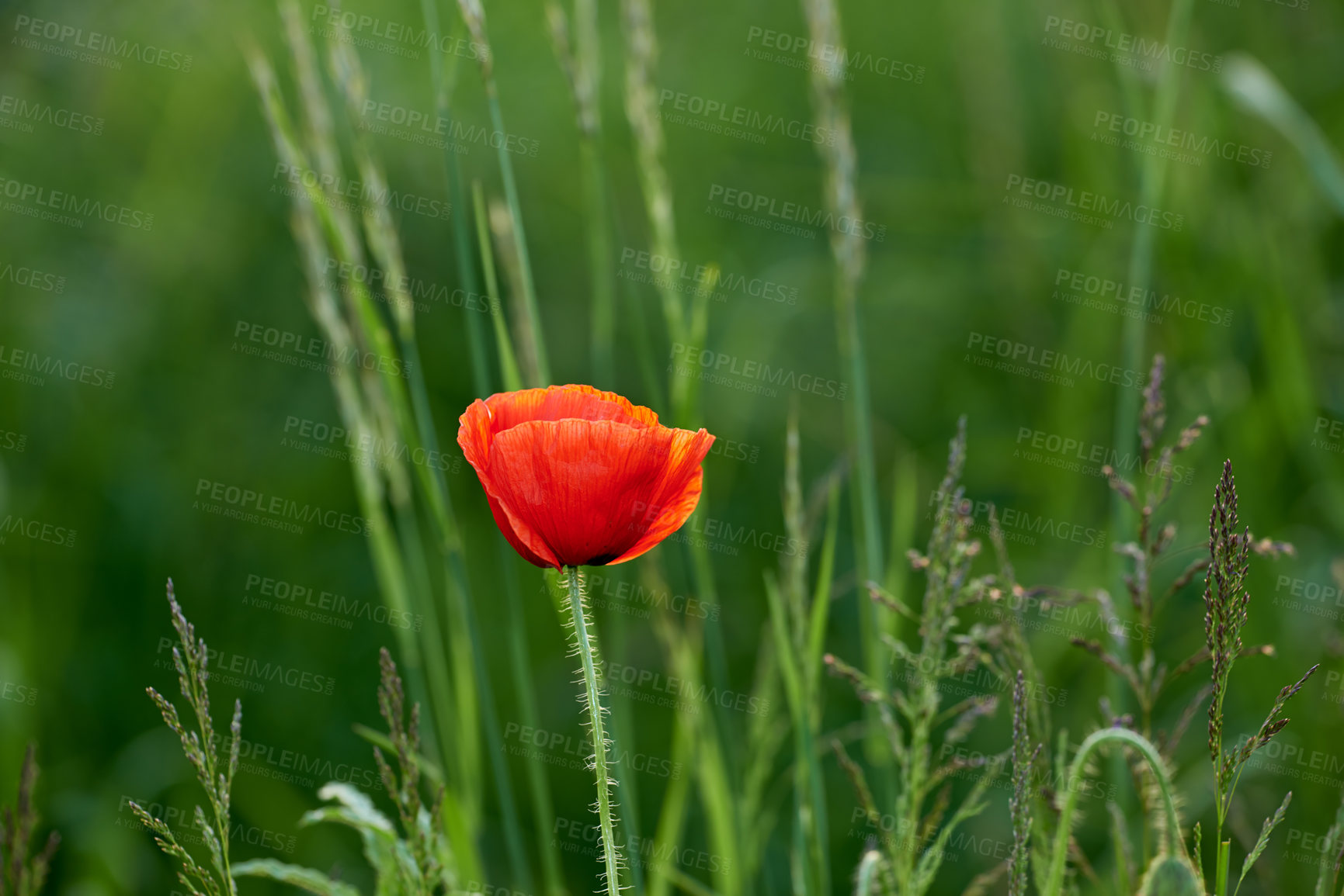 Buy stock photo Flowers, nature and poppies in season as plants in bright, colorful and display in field or garden. Sustainability, earth and textures in spring for botany, blossom and floral wallpaper as background