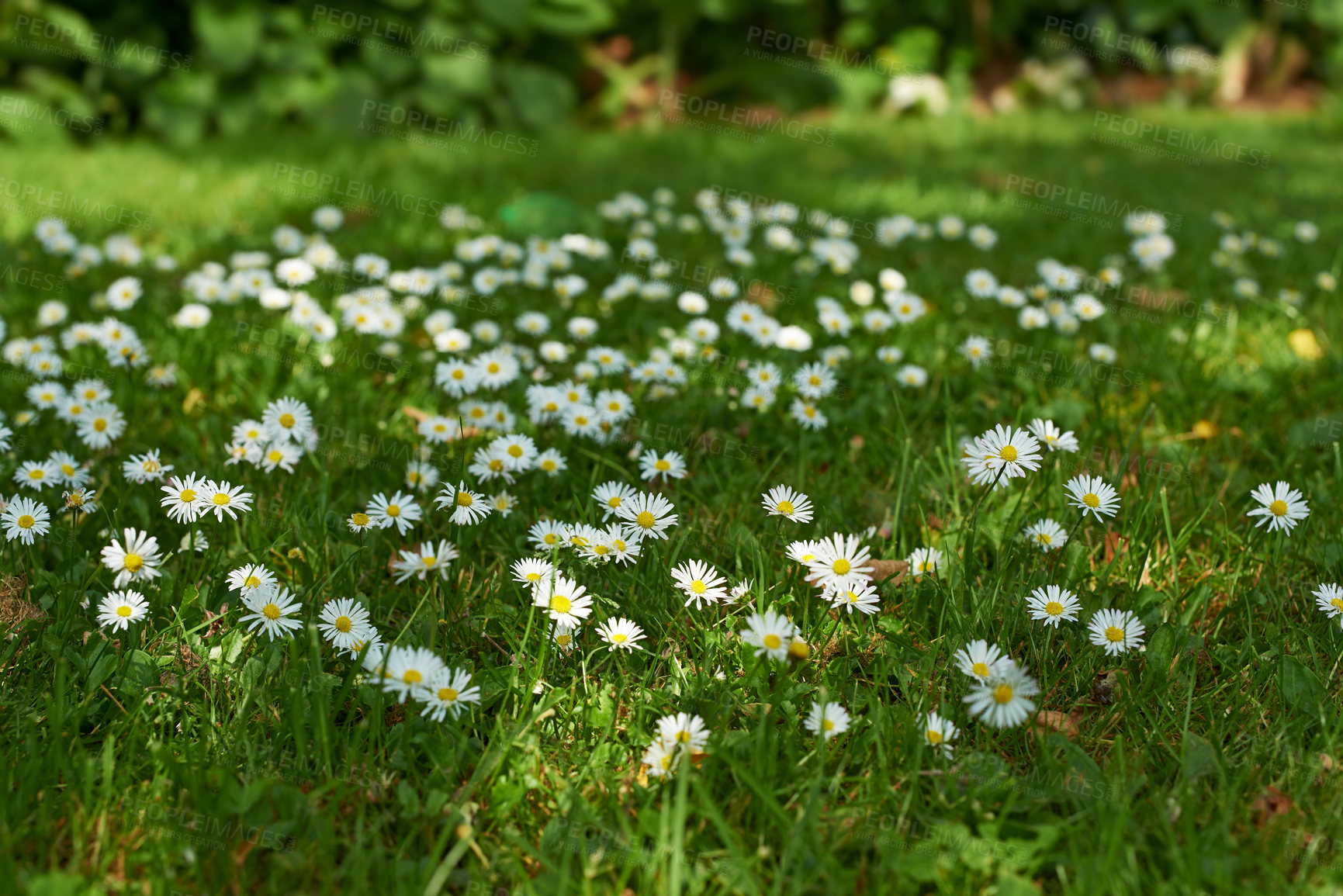 Buy stock photo Grass, flowers and environment with daisy in forest for sustainability, growth and ecosystem season. Biodiversity, conservation and ecology with plant in countryside for nature, blossom and spring