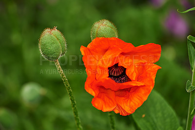 Buy stock photo Flowers, nature and wild poppies in field as blossom with bright, colorful or display in season. Closeup, earth and wallpaper in spring as botany, plants and outdoor landscape as background in garden