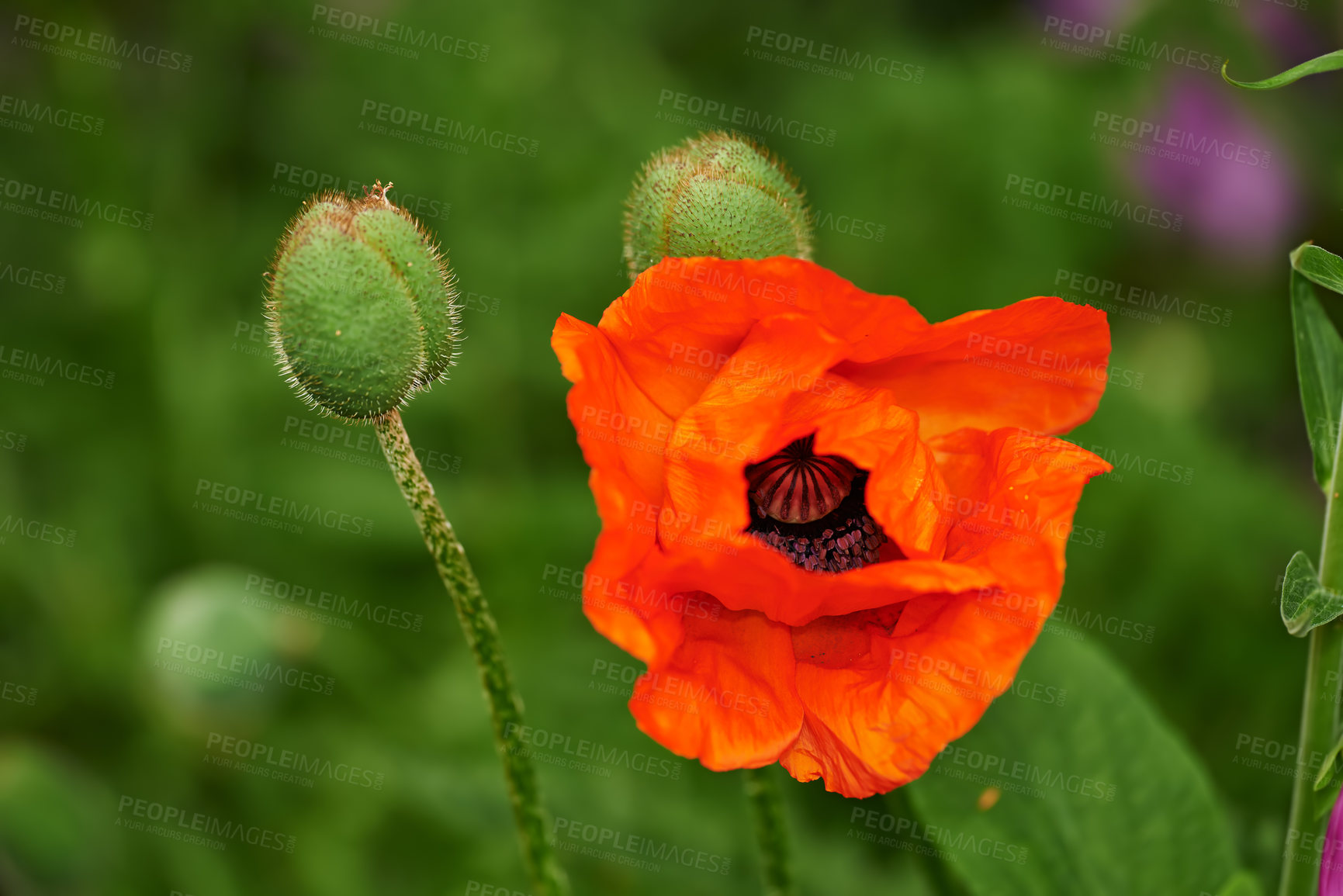 Buy stock photo Flowers, nature and wild poppies in field as blossom with bright, colorful or display in season. Closeup, earth and wallpaper in spring as botany, plants and outdoor landscape as background in garden