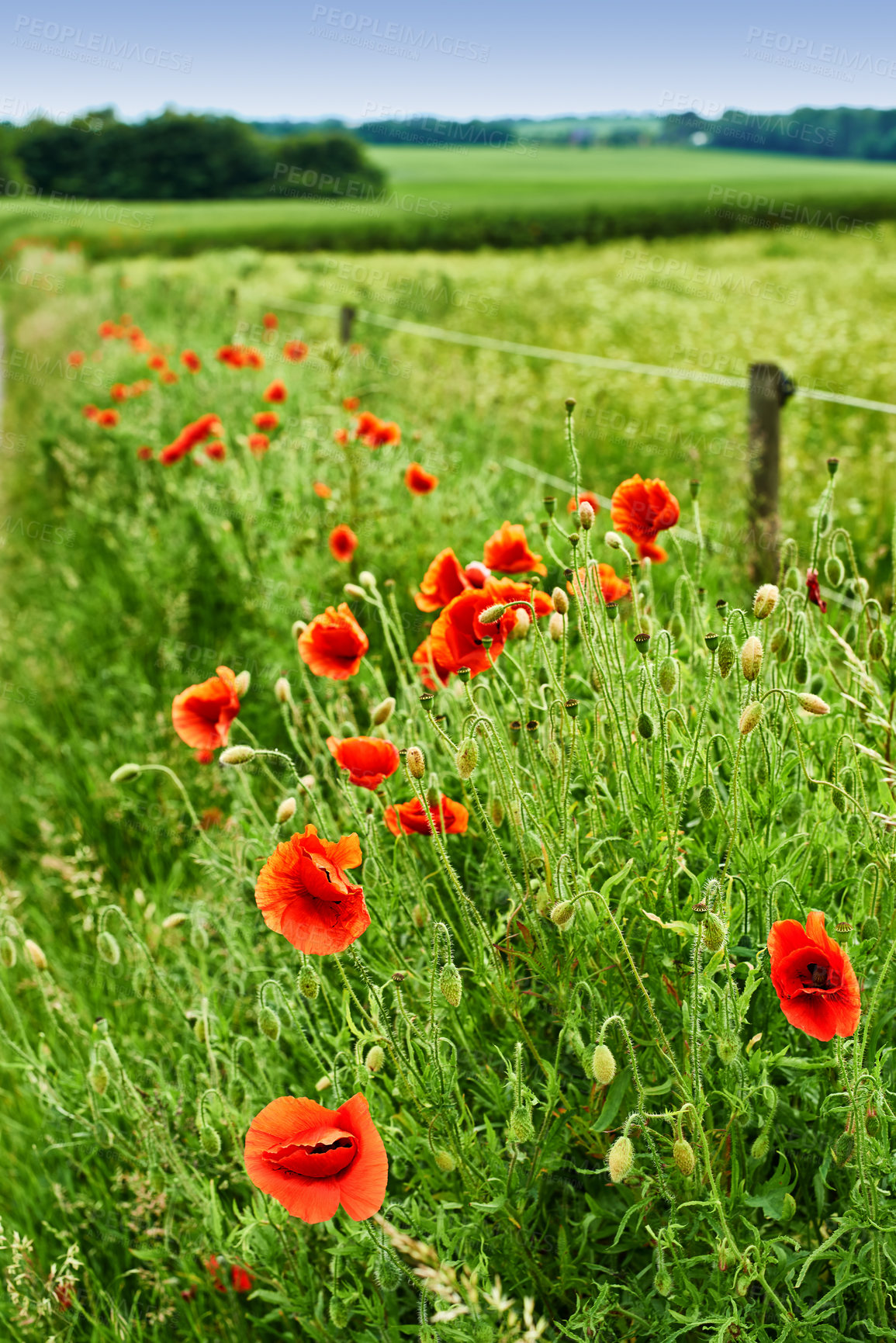 Buy stock photo Flowers, nature and poppies in spring as plants in bright, colorful and display in field or garden. Sustainability, earth and textures in season for botany, blossom and floral wallpaper as background