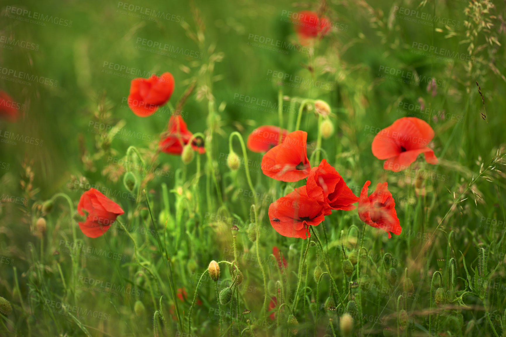 Buy stock photo Flowers, nature and poppies in spring or season in bright, colorful and display in field or garden. Sustainability, earth and textures as plants, botany and blossom for floral wallpaper or background