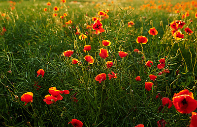 Buy stock photo Botany, garden and wild poppies in springtime as blossom with bright, colorful and display in season. Morning, earth and wallpaper in field as flowers or plants for landscape as background or nature