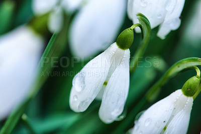 Buy stock photo Flowers, garden and snowdrops in springtime as blossom with bright colorful display in season. Morning, earth and wallpaper in field as botany, outdoor and plants in landscape as background or nature