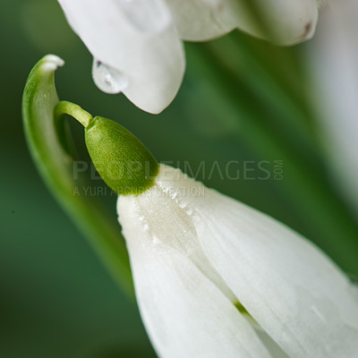 Buy stock photo Botany, nature and snowdrops in springtime as blossom with bright colorful display in season. Morning, earth and wallpaper in field as flowers, outdoor and plants in landscape as background or garden