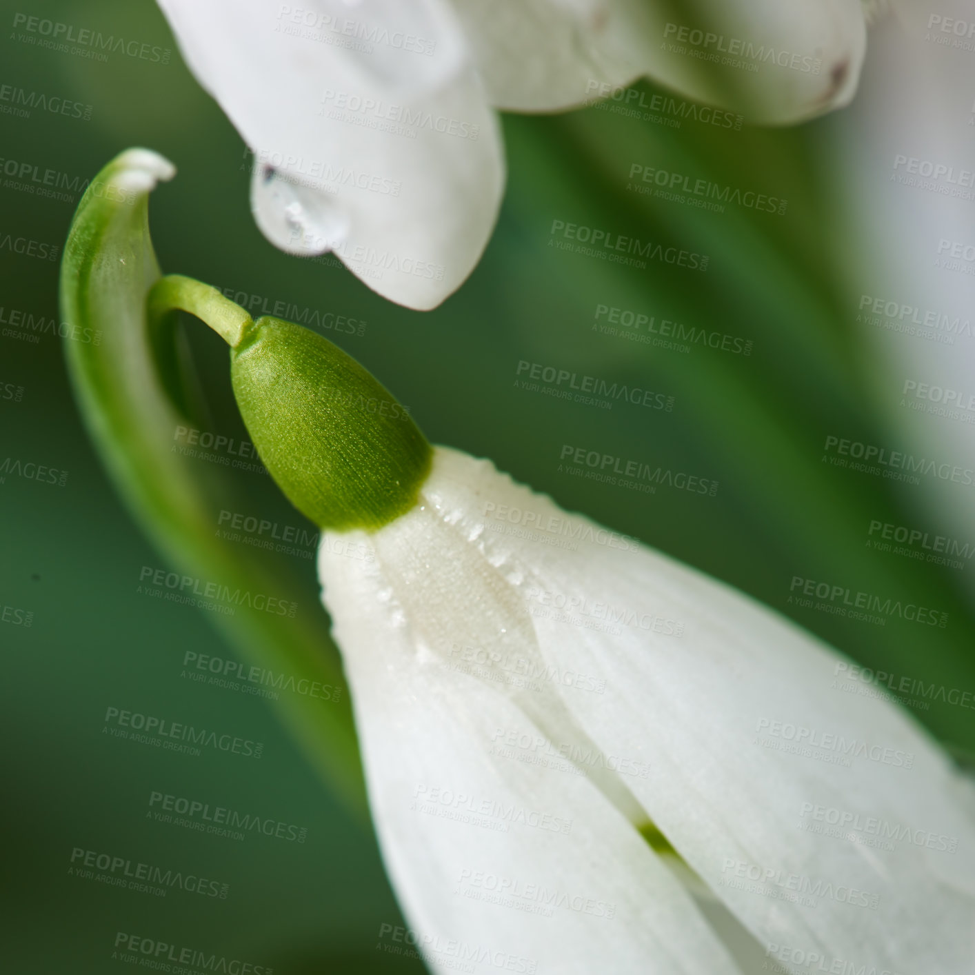 Buy stock photo Botany, nature and snowdrops in springtime as blossom with bright colorful display in season. Morning, earth and wallpaper in field as flowers, outdoor and plants in landscape as background or garden