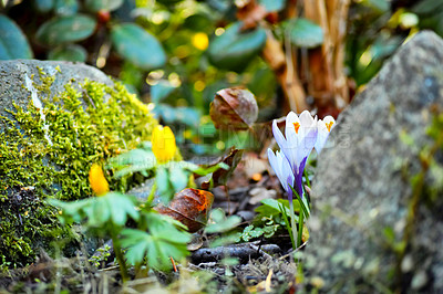 Buy stock photo Nature, spring and woods with flowers in forest for sustainability, growth and ecosystem. Biodiversity, conservation and ecology with blue crocus in countryside for grass, environment and blossom