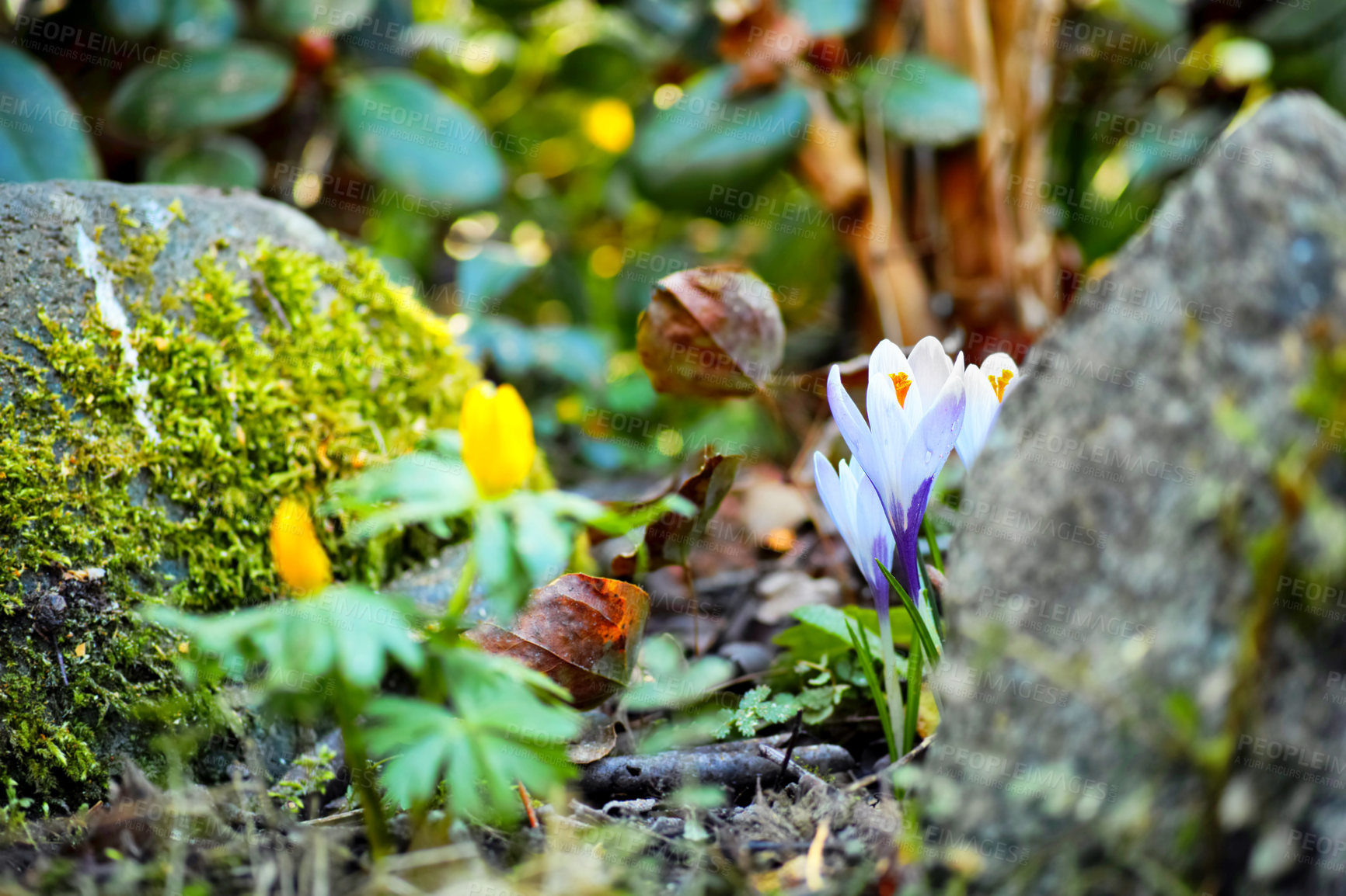 Buy stock photo Nature, spring and woods with flowers in forest for sustainability, growth and ecosystem. Biodiversity, conservation and ecology with blue crocus in countryside for grass, environment and blossom