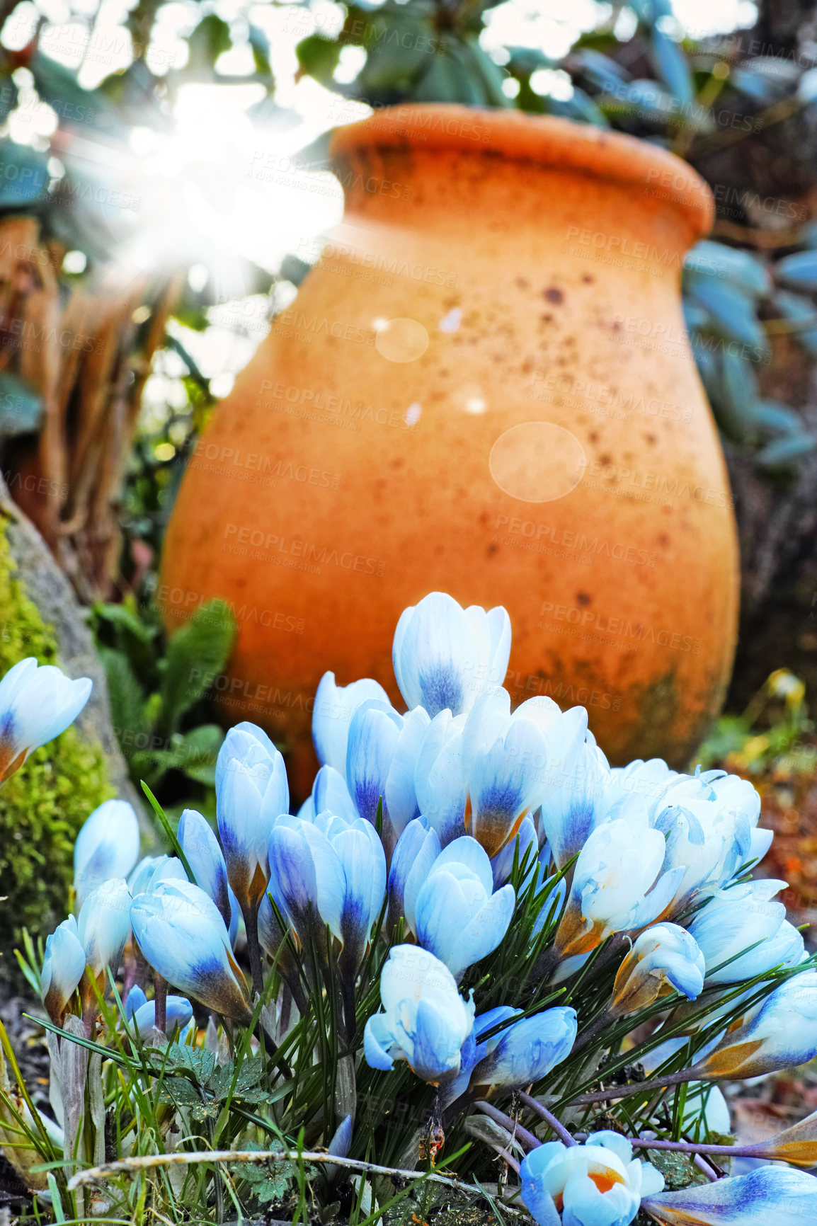 Buy stock photo A close-up photo of beautiful light blue crocus