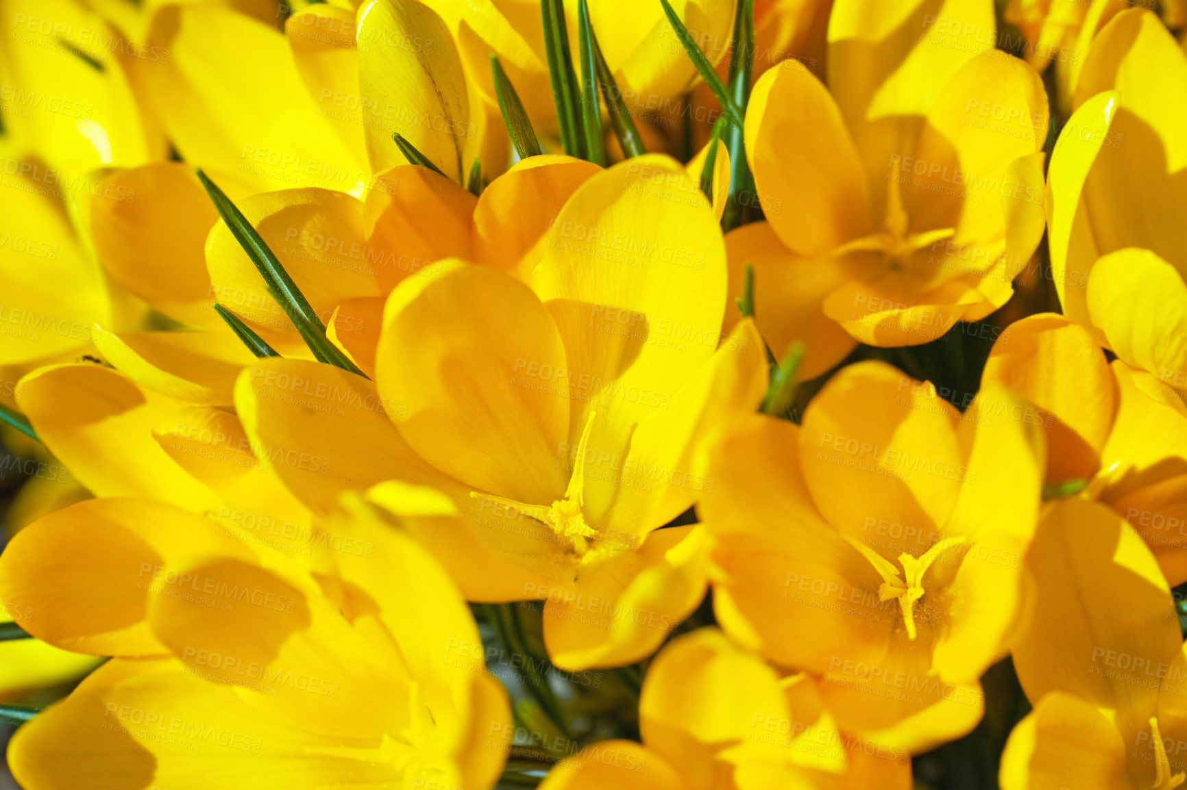 Buy stock photo Botany, garden and yellow crocus in field as blossom for bright, colorful or display in season. Morning, earth and wallpaper in spring as flowers, plants and outdoor landscape as background in nature