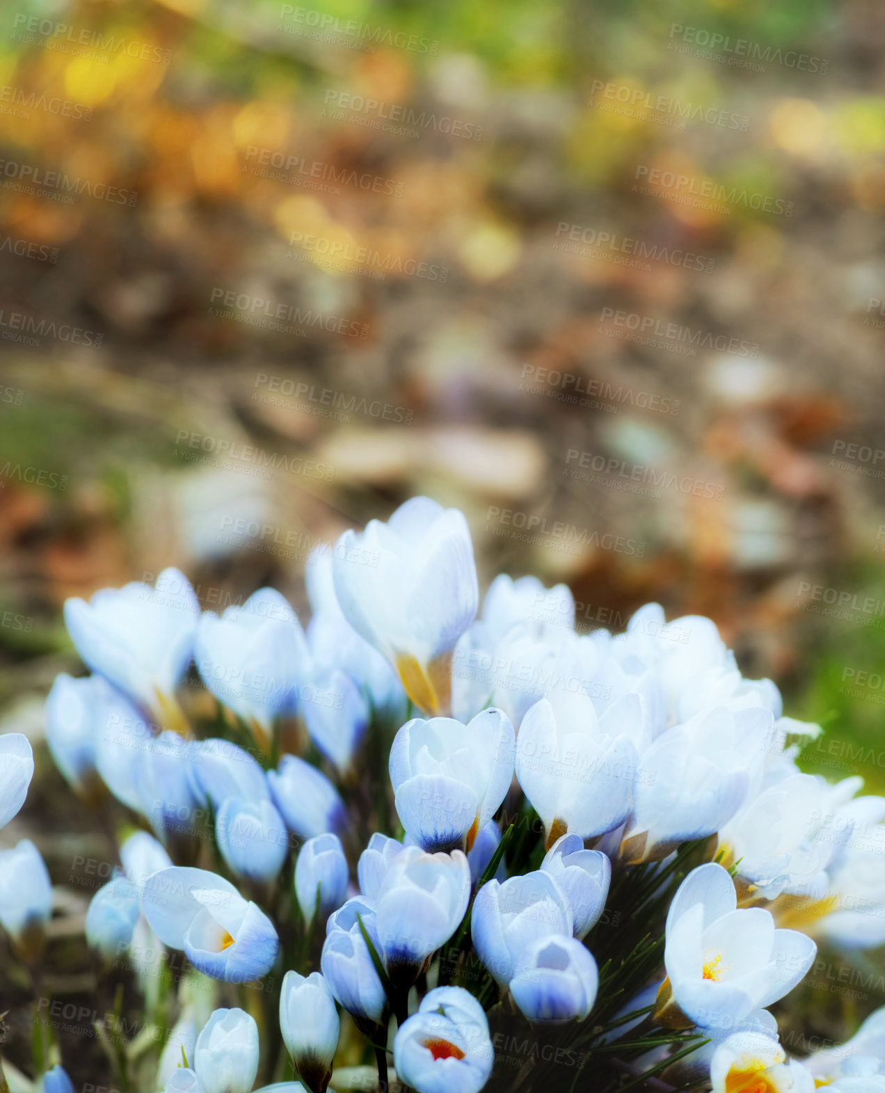 Buy stock photo Flowers, garden and blue crocus in spring as blossom with bright, colorful and display in season or nature. Morning, earth and wallpaper in field in botany, flora or plants as landscape or background