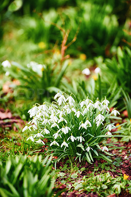 Buy stock photo Botany, outdoor and snowdrops in garden as blossom with bright colorful display in season. Closeup, earth and wallpaper in field as flowers, nature and plants in springtime as landscape or background