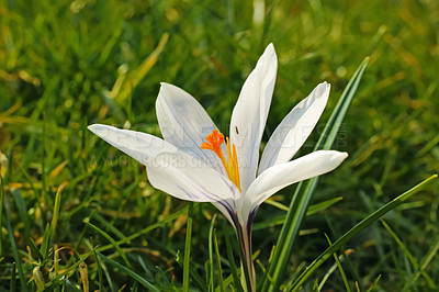 Buy stock photo Botany, garden and white crocus in field as blossom for bright, colorful or display in season. Morning, earth and wallpaper in spring as flowers, plants and outdoor landscape as background in nature