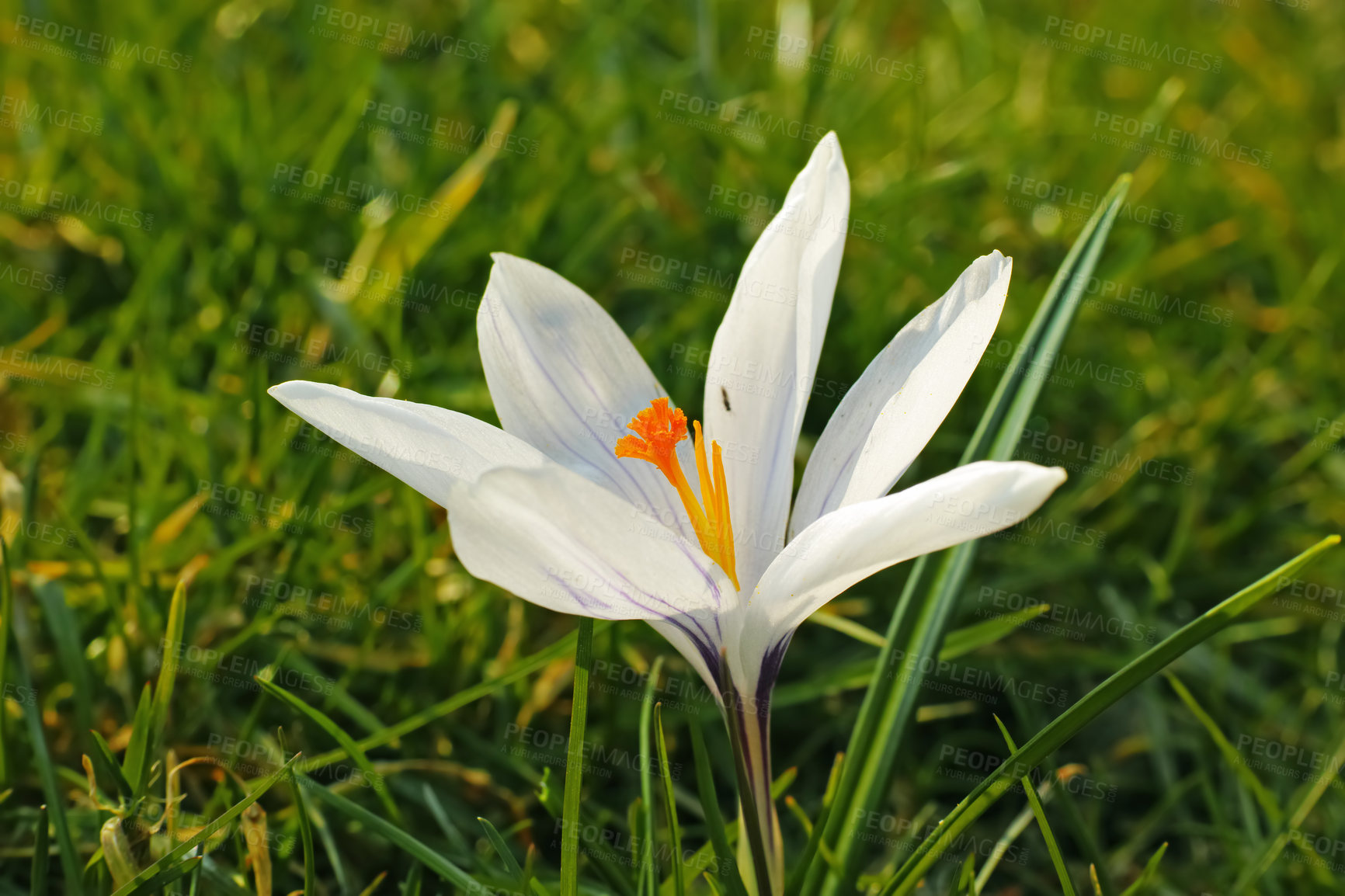 Buy stock photo Botany, garden and white crocus in field as blossom for bright, colorful or display in season. Morning, earth and wallpaper in spring as flowers, plants and outdoor landscape as background in nature