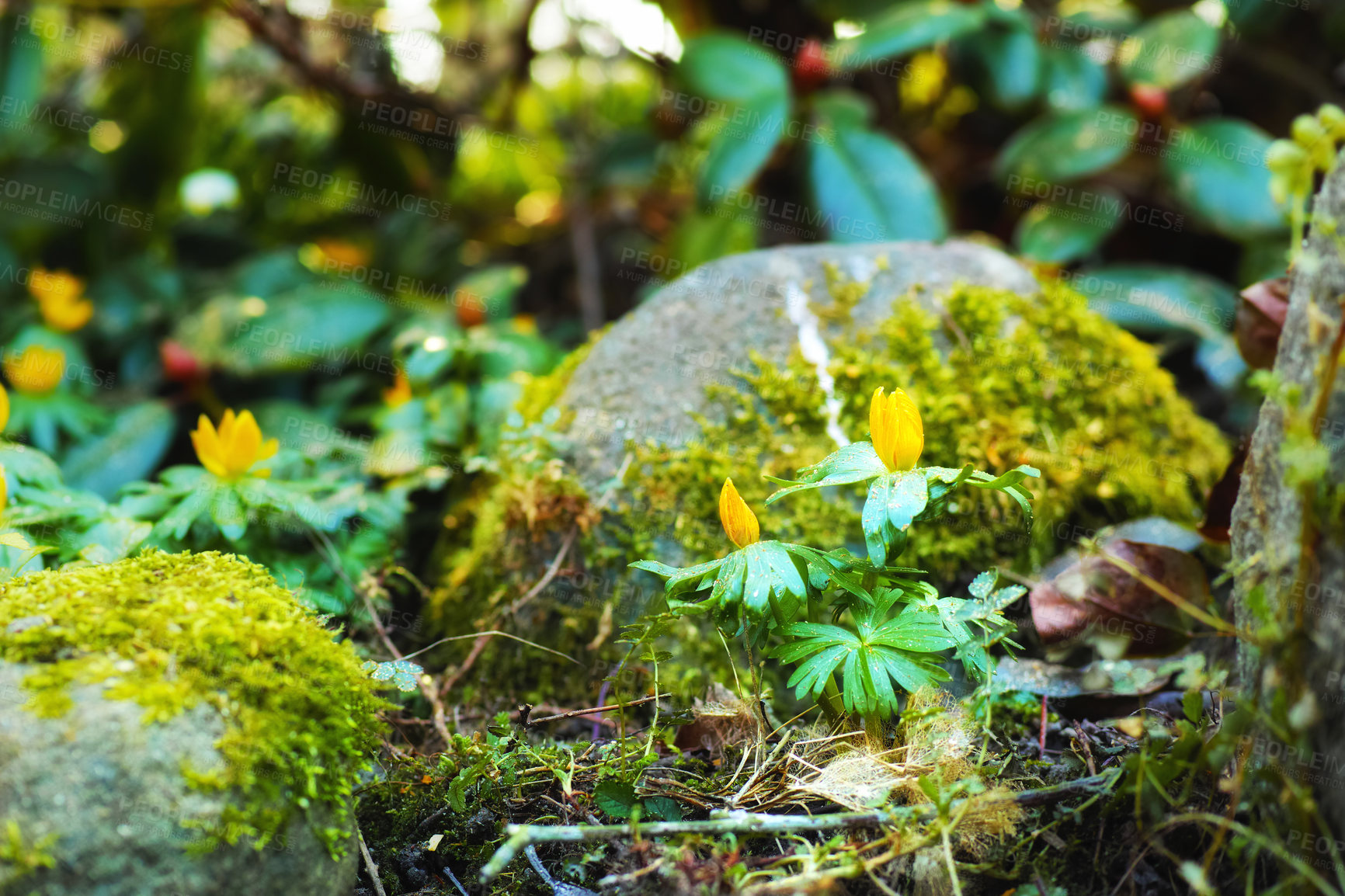 Buy stock photo Nature, growth and plant with flowers in forest for sustainability, spring or ecosystem. Biodiversity, conservation and ecology with Eranthis hyemalis in countryside for grass, environment or blossom