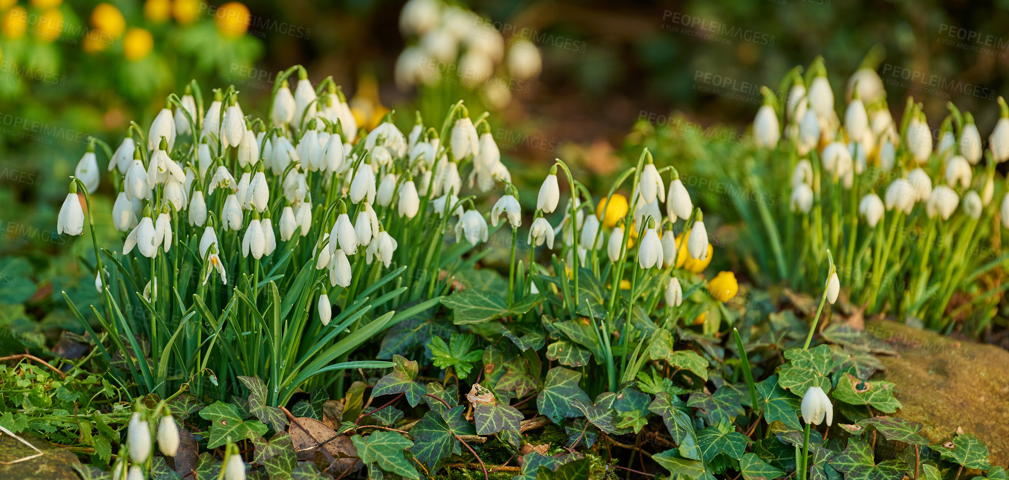 Buy stock photo Flowers, outdoor and snowdrops in springtime as blossom with bright colorful display in season. Morning, earth and wallpaper in field as botany, nature and plants in landscape as background or garden