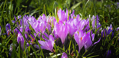 Buy stock photo Cropped shot of beautiful flowers