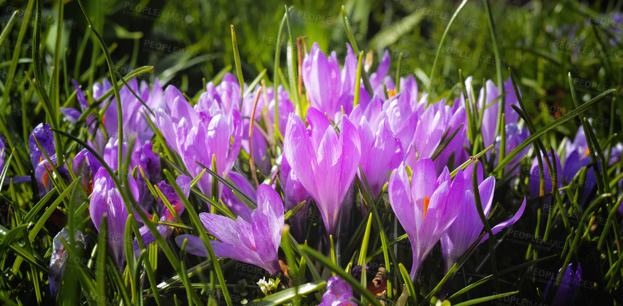 Buy stock photo Cropped shot of beautiful flowers