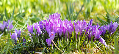 Buy stock photo Flowers, nature and crocus in garden as blossom for bright, colorful or display in season. Closeup, earth and wallpaper in spring in field, plants or outdoor landscape as background or botany texture