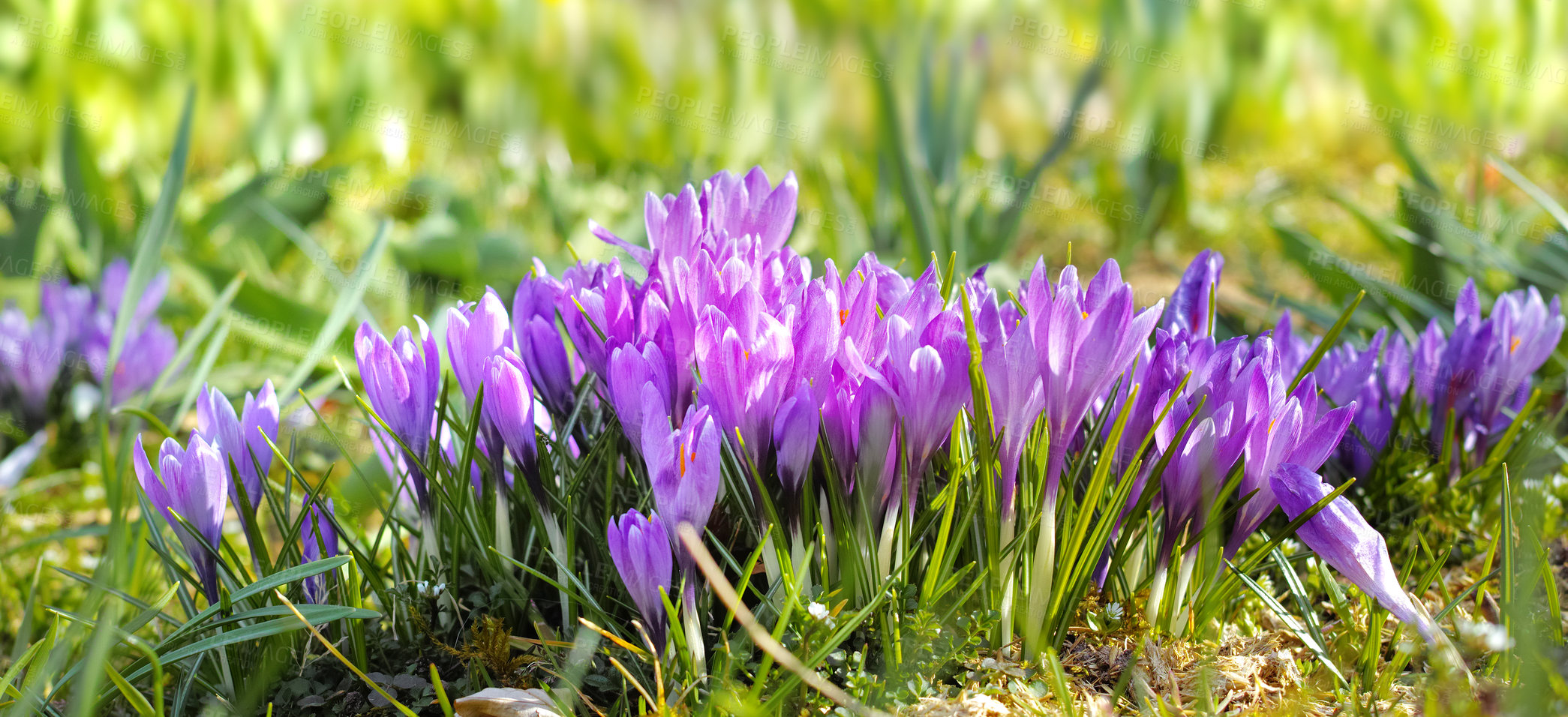 Buy stock photo Flowers, nature and crocus in garden as blossom for bright, colorful or display in season. Closeup, earth and wallpaper in spring in field, plants or outdoor landscape as background or botany texture