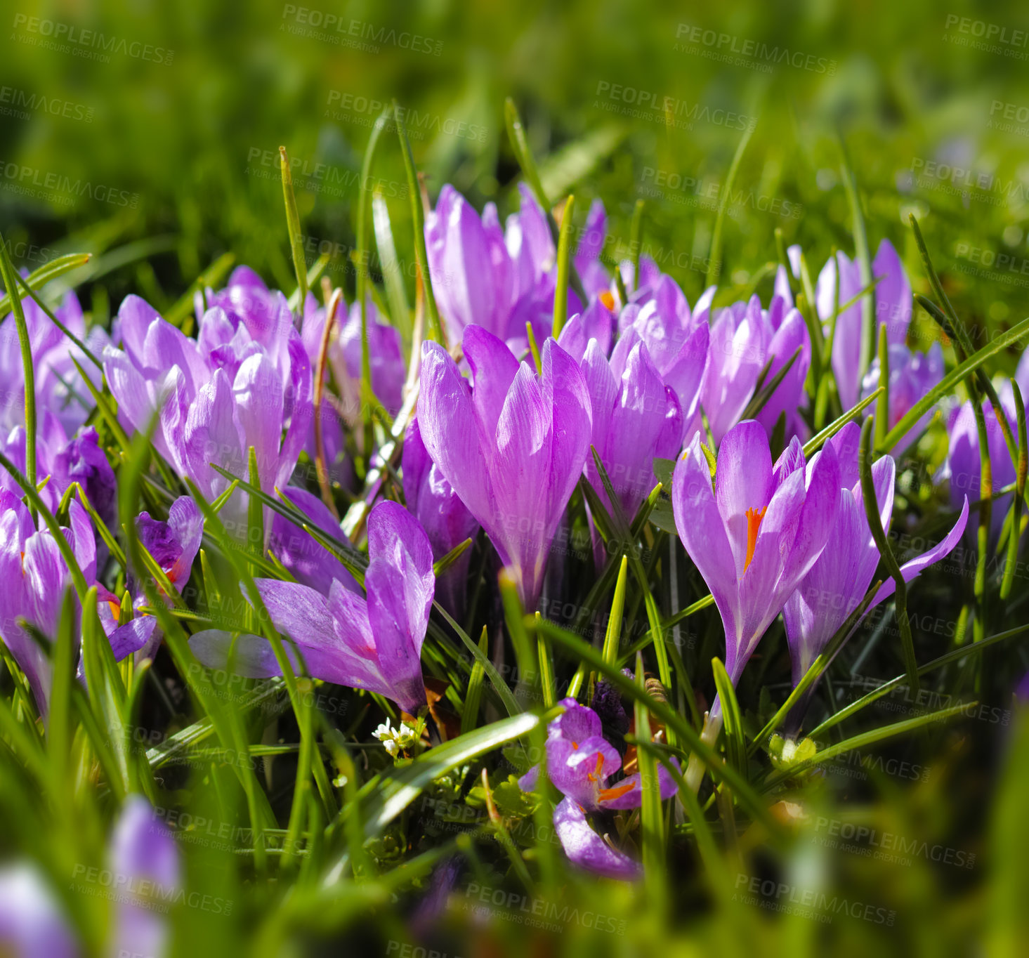 Buy stock photo Flowers, nature and crocus in field as blossom for bright, colorful or display in season. Morning, earth and wallpaper in spring in garden, plants or outdoor landscape as background or botany texture