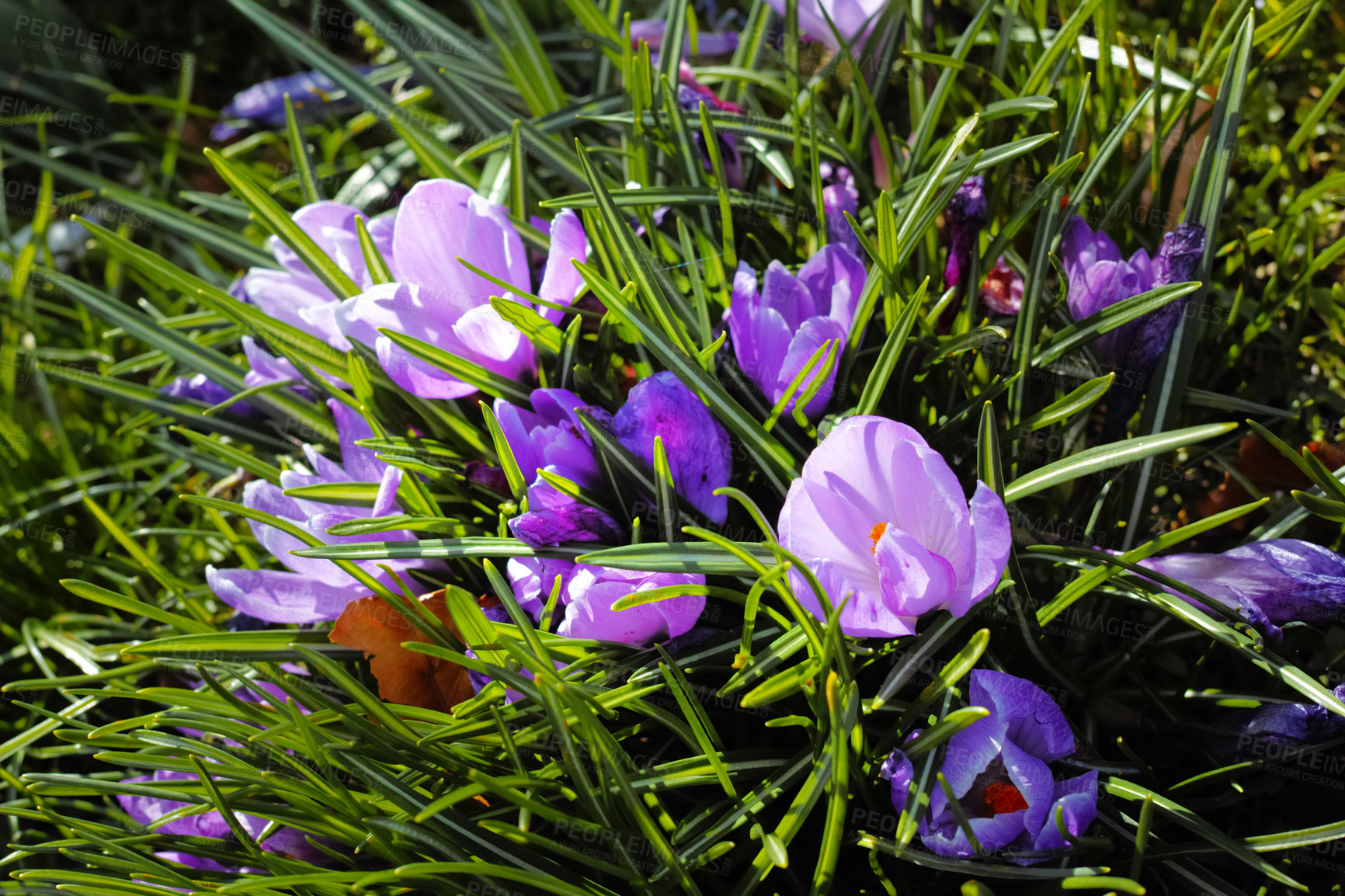 Buy stock photo Nature, spring and grass with flowers in forest for sustainability, growth and ecosystem. Biodiversity, conservation and ecology with crocus in countryside for garden, environment and blossom