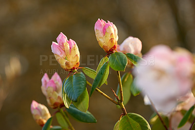 Buy stock photo Flowers, nature and rhododendron bud in garden for flora, colorful or display in season. Morning, earth and wallpaper in spring in field, plants and outdoor landscape as background or botany texture