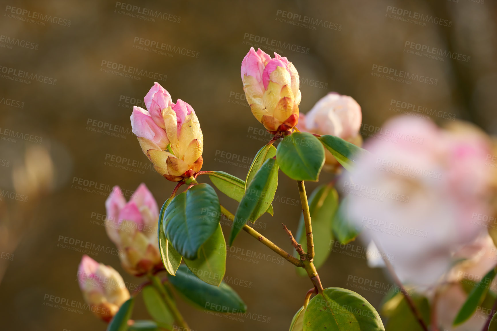 Buy stock photo Flowers, nature and rhododendron bud in garden for flora, colorful or display in season. Morning, earth and wallpaper in spring in field, plants and outdoor landscape as background or botany texture