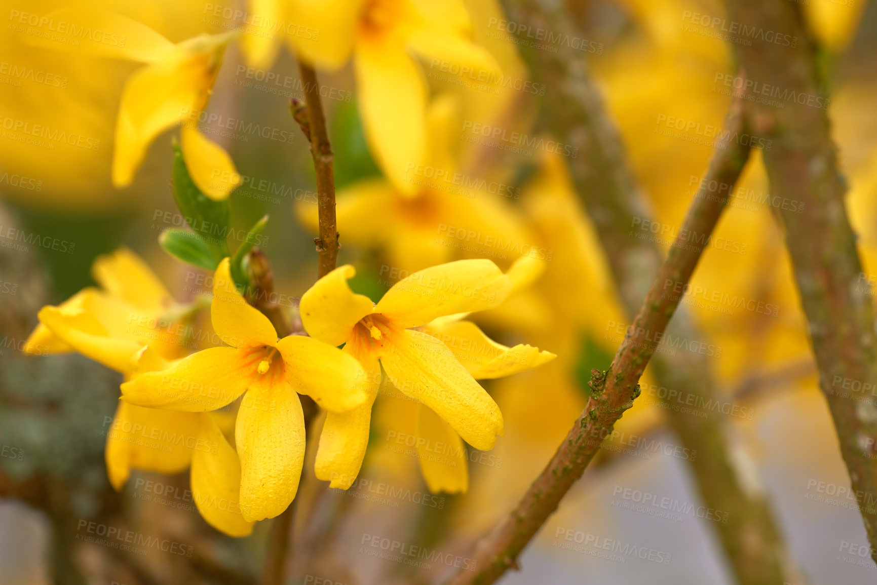 Buy stock photo Cropped shot of beautiful flowers