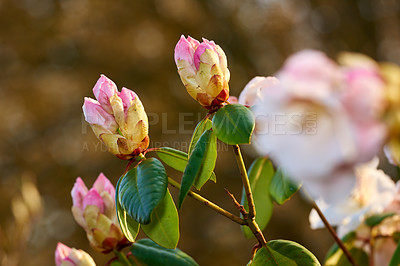 Buy stock photo Nature, flowers and rhododendron bud in garden for flora, colorful or display in season. Morning, earth and wallpaper in spring in field, plants and outdoor landscape as background or botany texture