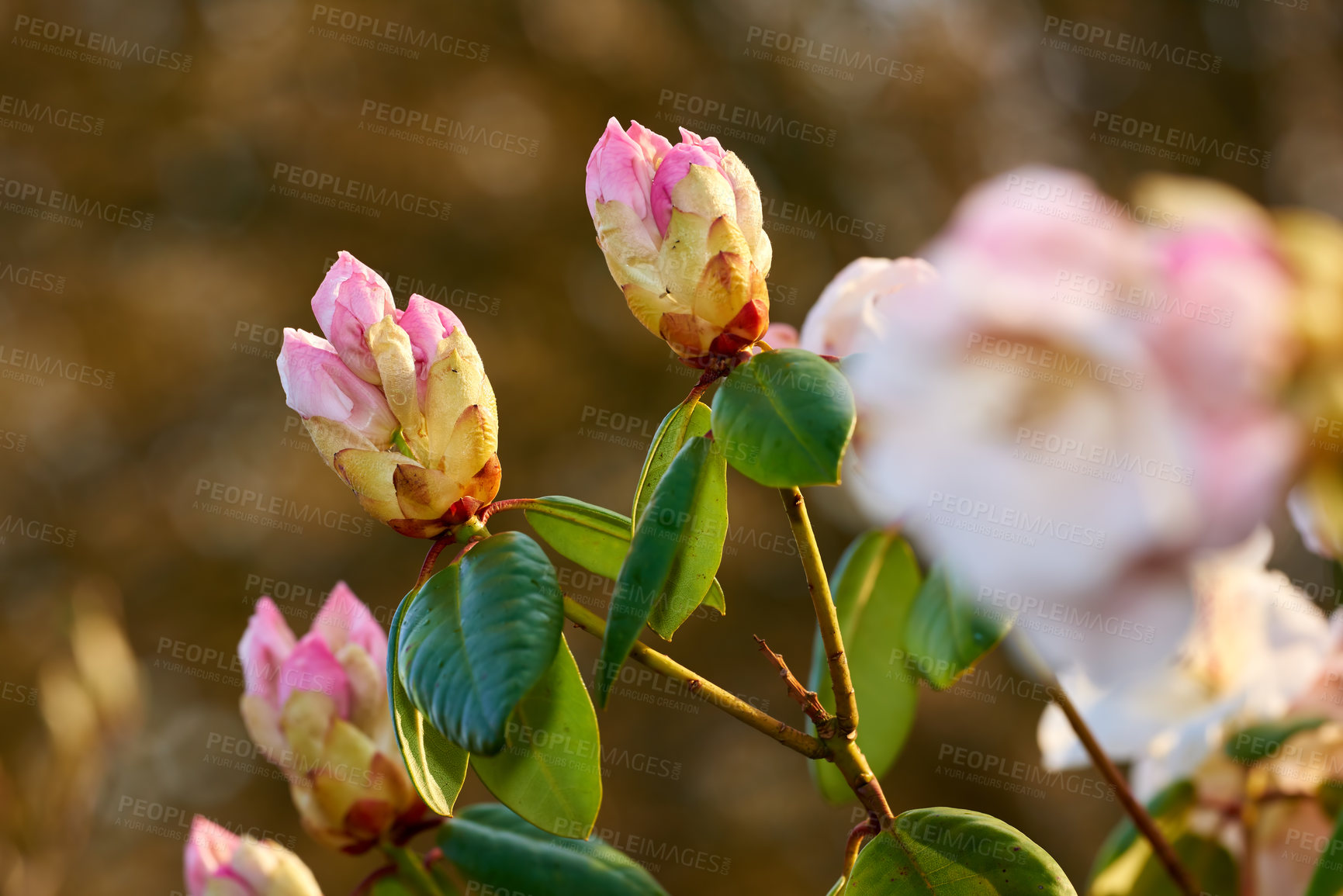 Buy stock photo Nature, flowers and rhododendron bud in garden for flora, colorful or display in season. Morning, earth and wallpaper in spring in field, plants and outdoor landscape as background or botany texture