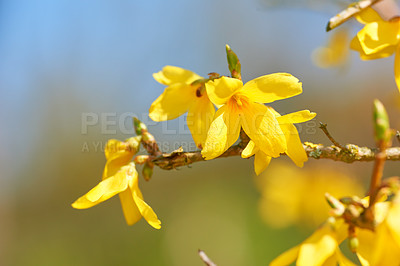 Buy stock photo Flowers, nature and forsythia in season as plants in bright, colorful or display in field or garden. Sustainability, earth and texture in spring for botany, blossom and floral wallpaper as background