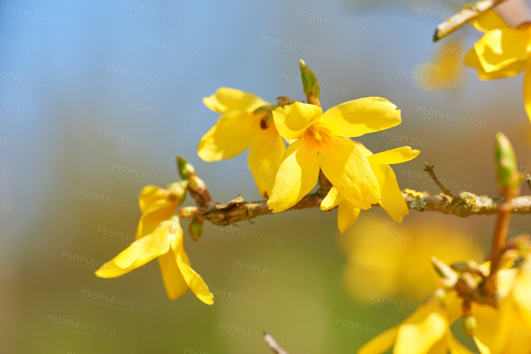 Buy stock photo Flowers, nature and forsythia in season as plants in bright, colorful or display in field or garden. Sustainability, earth and texture in spring for botany, blossom and floral wallpaper as background