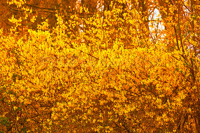 Buy stock photo Nature, autumn and environment with tree in forest for sustainability, growth and ecosystem. Biodiversity, conservation and ecology with forsythia in countryside for leaves, season and blossom