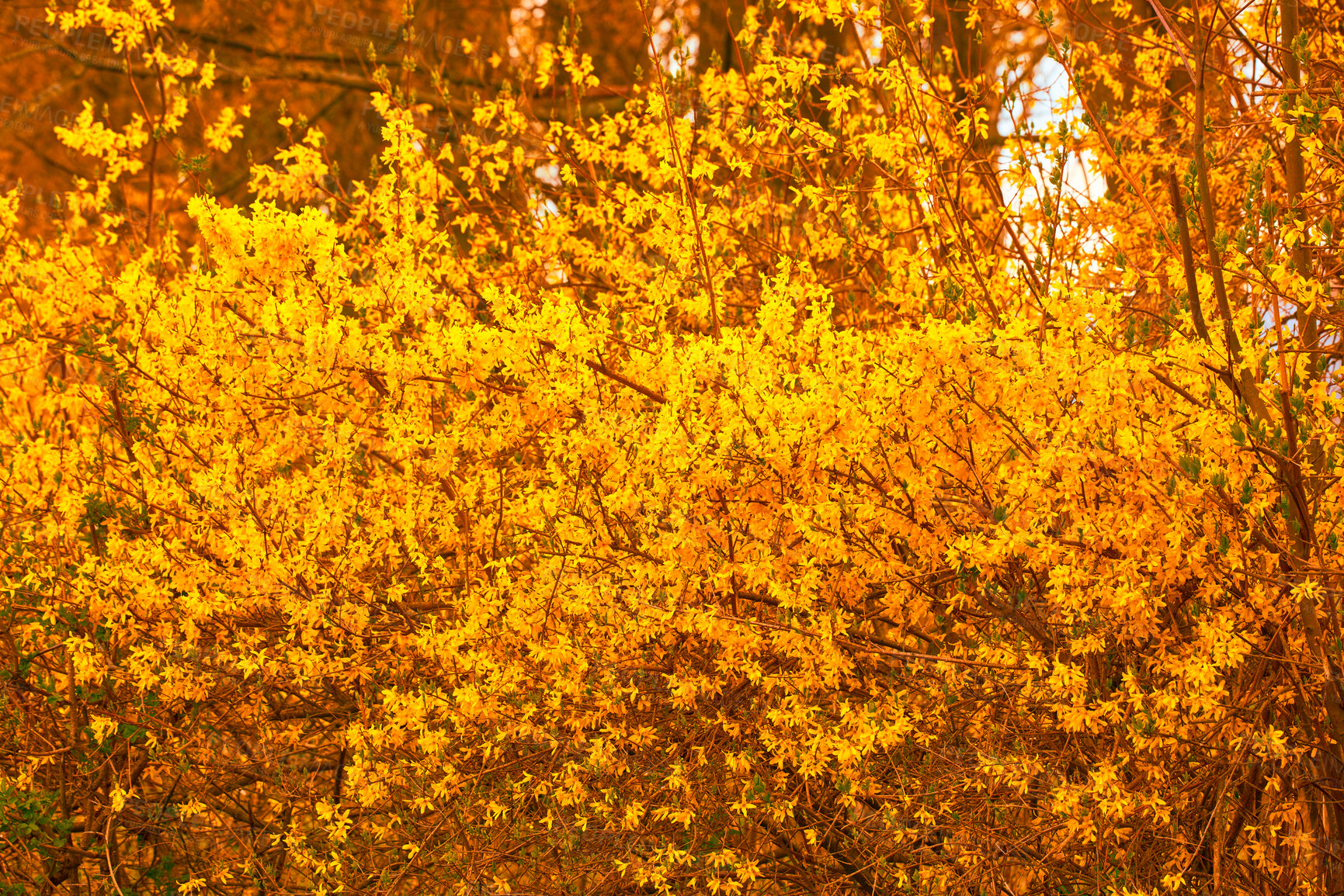 Buy stock photo Nature, autumn and environment with tree in forest for sustainability, growth and ecosystem. Biodiversity, conservation and ecology with forsythia in countryside for leaves, season and blossom