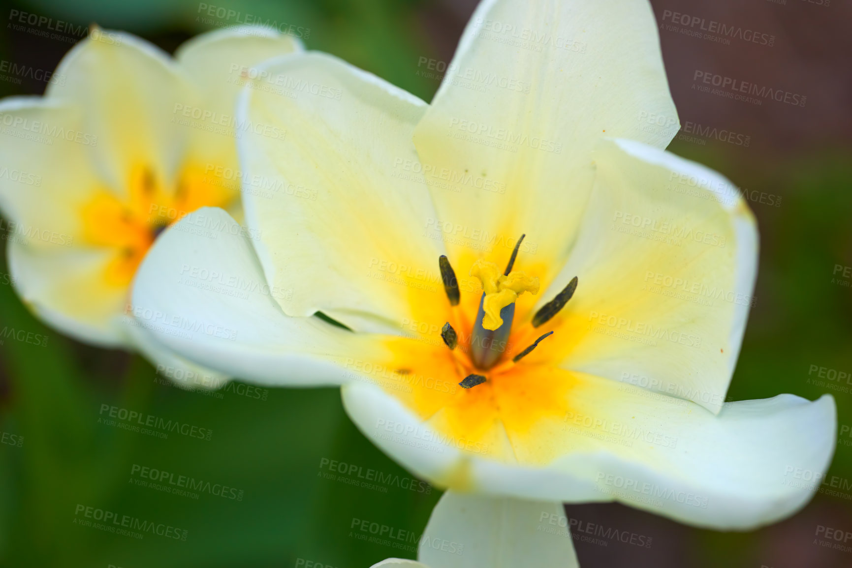 Buy stock photo Botany, nature and wild tulips in closeup as blossom with bright, colorful and display in garden. Morning, earth and wallpaper in springtime as flowers or plants for landscape as background in season