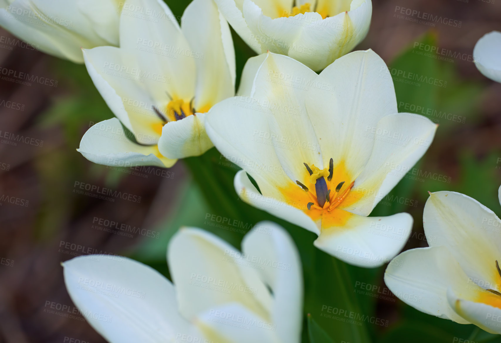 Buy stock photo Botany, nature and wild tulips as texture as blossom with bright, colorful and display in garden. Closeup, earth and wallpaper in springtime as flowers or plants for landscape as background in season